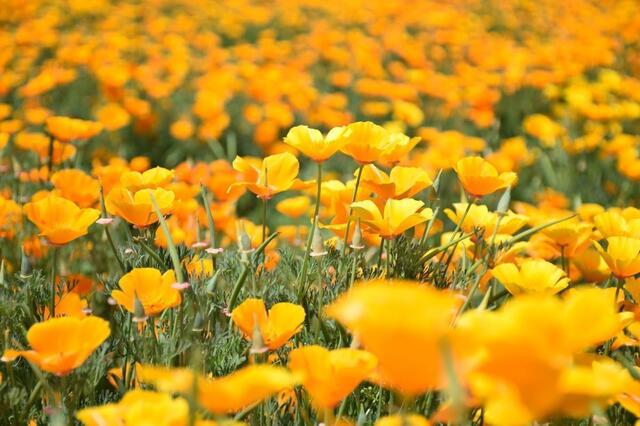156129743133026830178_papaveraceaepoppygenuspoppycornpoppyfloweringflowergardenyellowflowersinfullbloomspring-715998.jpg