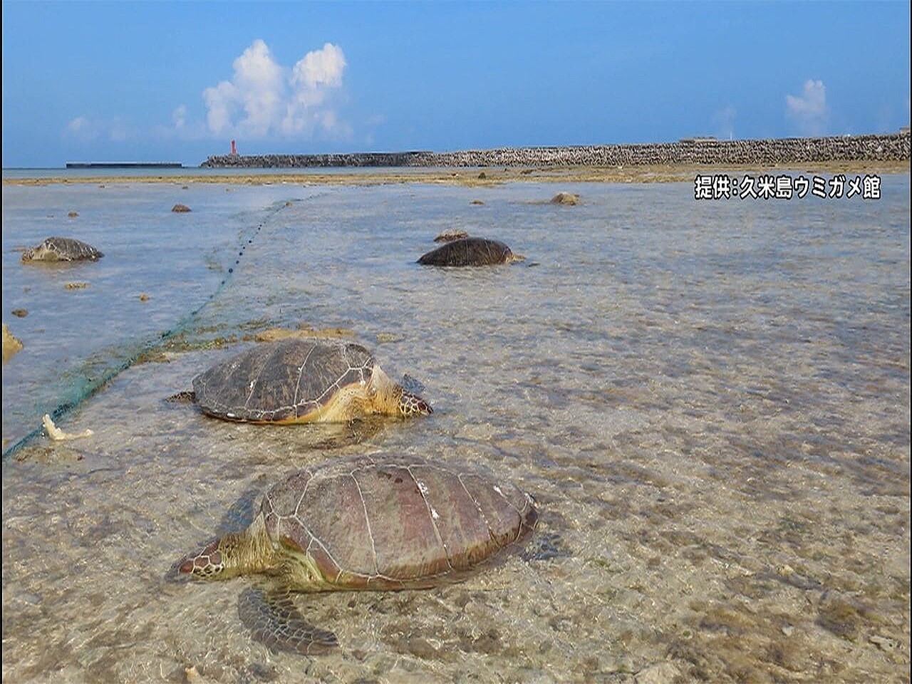 漁業被害は言い訳にならぬ久米島のウミガメ殺戮 日本のイメージ悪化で尖閣にさえ悪影響 つぶやき館 元祖つぶやき館 移転しました